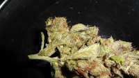 Bomb Seeds Gorilla Bomb - ein Foto von TOPcat123nigel