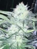 Bild von Selfmedicate (Ice Bomb)