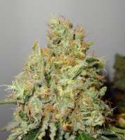 Bild von traqera (THC Bomb)