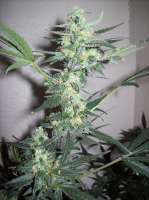 Bild von nobodyuknow (THC Bomb Auto)