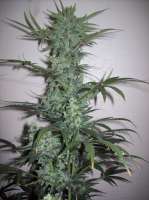 Bild von nobodyuknow (THC Bomb Auto)