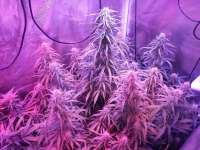 Bomb Seeds THC Bomb Auto - ein Foto von OPChi3f