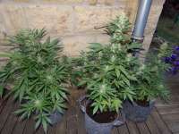 Bomb Seeds THC Bomb Auto - ein Foto von hemp47