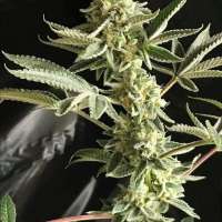 Boneyard Seeds Norcal Angel's Sunset - ein Foto von MrToad