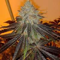 Boneyard Seeds Norcal Skeet Skeet - ein Foto von MrToad