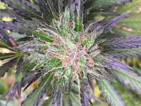 Breaking Buds Seeds Blue Sky 99% - ein Foto von MikeS01