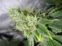 Breeders Choice Anesthesia - ein Foto von Nushaba