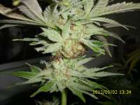 Bild von HarzGenetics (Anesthesia)