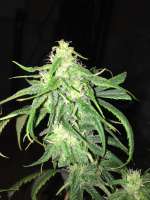 Bild von cannabisrecipe (Rosetta Stone)