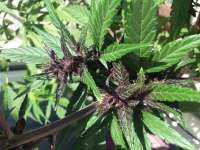 Bild von Johnhatred (Buddha Purple Kush)