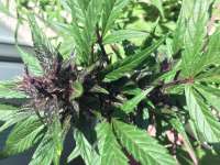 Bild von Johnhatred (Buddha Purple Kush)