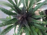 Buddha Seeds Buddha Purple Kush - ein Foto von Johnhatred