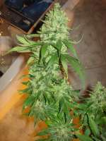 Buddha Seeds Quasar - ein Foto von BlackDomina