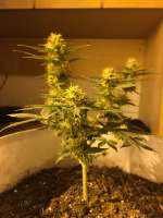 Bild von grower4200 (Auto Guerilla Glue)