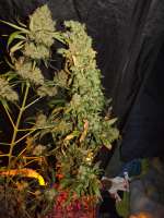 Bulk Seed Bank Auto Purple Glam Kush - ein Foto von drgr33nthumb