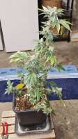 Bulk Seed Bank Banana Monkey - ein Foto von Weed420Haze