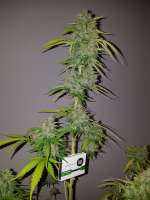 Bulk Seed Bank NY Diesel - ein Foto von Greenthumb36