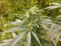 Bulk Seed Bank Perfect Power Plant - ein Foto von Hunoor