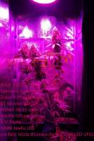 Bulk Seed Bank Special Crystal Haze - ein Foto von DerDepressive