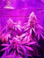 Bulk Seed Bank Special Crystal Haze - ein Foto von DerDepressive