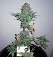 Bulk Seed Bank Tropical Coconut - ein Foto von DerDepressive