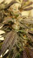 Bulletproof Genetics Dem Applez - ein Foto von HerbHeadlock