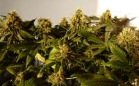 Bild von BuzzerOrganicSeeds (Amsterdam Plant)