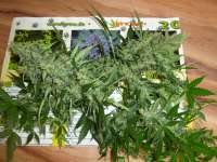 Bild von BuzzerOrganicSeeds (Berry Pie)