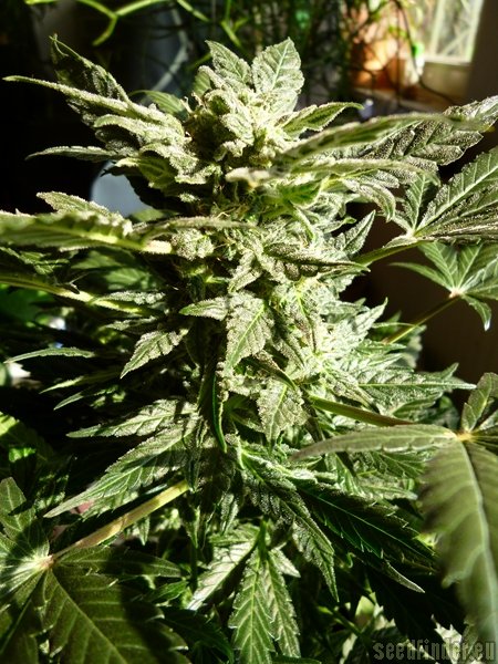 Buzzer Organic Seeds Green Rasta