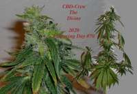 CBD Crew CBD Divine - ein Foto von hankpankwank