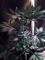 Bild von nygrr (CBD Skunk Haze)