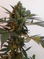 Bild von nygrr (CBD Skunk Haze)