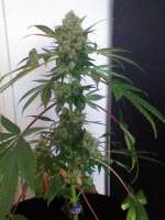 Bild von nygrr (CBD Skunk Haze)