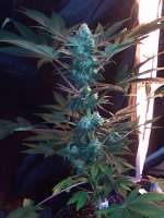 Bild von nygrr (CBD Skunk Haze)