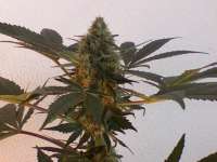 Bild von nygrr (CBD Skunk Haze)