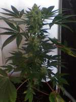 Bild von nygrr (CBD Skunk Haze)