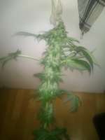 CBD Crew CBD S'n'S Widow - ein Foto von nygrr