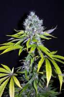 Bild von blaze420 (CBD Yummy)