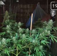 CBD Seeds Critical - ein Foto von mikelad91