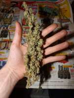 CBD Seeds Vanilla Haze - ein Foto von lesavoirestunearme7Z