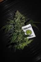 Cannabella Genetics Bella Ortega - ein Foto von CAnnabellaSeedClub