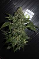 Cannabella Genetics Bella Ortega - ein Foto von CAnnabellaSeedClub