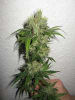 Bild von CannabellaSeedClub (Brambleberry Kush)