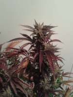 Bild von CannabellaSeedClub (Brambleberry Kush)