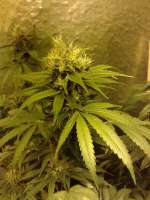 Bild von CannabellaSeedClub (Brambleberry Kush)