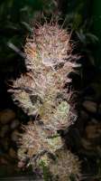 Bild von CannabellaSeedClub (Brambleberry Kush)