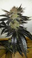 Cannabella Genetics Brambleberry Kush - ein Foto von CannabellaSeedClub