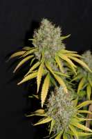 Bild von CannabellaSeedClub (G13 Super Silver Haze)