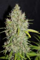 Bild von CannabellaSeedClub (G13 Super Silver Haze)