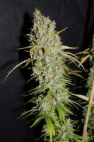 Bild von CannabellaSeedClub (G13 Super Silver Haze)